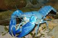 blau Cyan Yabby Aquarium Süßwasser-Krebstiere, Foto und Merkmale