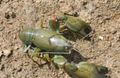 green Cyan Yabby Aquarium Freshwater Crustaceans, Photo and characteristics