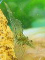 Photo Dark Green Shrimp Aquarium  characteristics and description