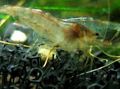 brown Dwarf Aquarium Shrimp Aquarium Freshwater Crustaceans, Photo and characteristics