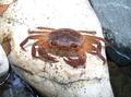 brown Freshwater Crab Aquarium Freshwater Crustaceans, Photo and characteristics