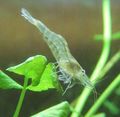 grey Freshwater Rivers Galicia Shrimp Aquarium Freshwater Crustaceans, Photo and characteristics