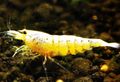 yellow Golden Bee Shrimp Aquarium Freshwater Crustaceans, Photo and characteristics