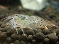 grey Green Lacer Shrimp Aquarium Freshwater Crustaceans, Photo and characteristics