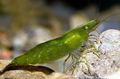 green Green Shrimp Aquarium Freshwater Crustaceans, Photo and characteristics