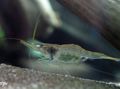 grey Guinea Swarm Shrimp Aquarium Freshwater Crustaceans, Photo and characteristics