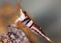 rot Harlekin-Garnelen Aquarium Süßwasser-Krebstiere, Foto und Merkmale