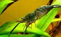 green Macrobrachium Aquarium Freshwater Crustaceans, Photo and characteristics