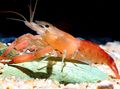 red Macrobrachium Aquarium Freshwater Crustaceans, Photo and characteristics