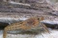 brown Marble Crayfish Aquarium Freshwater Crustaceans, Photo and characteristics
