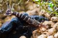 schwarz Matano Tiger Garnelen, Sechs Banded Blau Bee Aquarium Süßwasser-Krebstiere, Foto und Merkmale