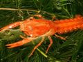red Mexican Dwarf Orange Crayfish Aquarium Freshwater Crustaceans, Photo and characteristics