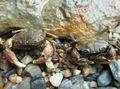 brown Mud Crab Aquarium Freshwater Crustaceans, Photo and characteristics