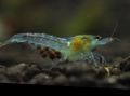blue Nectarine Shrimp, Marbled Dwarf Shrimp, Redback Shrimp Aquarium Freshwater Crustaceans, Photo and characteristics