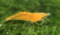 Photo Orange Sunkist Shrimp, Fanta Shrimp, Orange Soda Shrimp Aquarium  characteristics and description