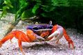 blue Pacific Land Crab, Rainbow Crab Aquarium Freshwater Crustaceans, Photo and characteristics