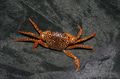 rot Panther Krabbe Aquarium Süßwasser-Krebstiere, Foto und Merkmale