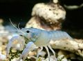 blau Procambarus Cubensis Aquarium Süßwasser-Krebstiere, Foto und Merkmale