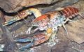 Photo Procambarus Toltecae Aquarium crayfish characteristics and description