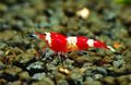 Photo Red Crystal Shrimp Aquarium  characteristics and description