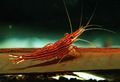 red Red Line Shrimp Aquarium Freshwater Crustaceans, Photo and characteristics