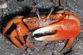 Photo Red Mangrove Crab Aquarium  characteristics and description