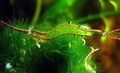 Foto Red Nose Shrimps (Garnelen Pinocchio) Aquarium  Merkmale und Beschreibung