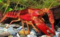 rot Rote Sumpfkrebse Aquarium Süßwasser-Krebstiere, Foto und Merkmale