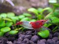 rot Rili Garnelen Aquarium Süßwasser-Krebstiere, Foto und Merkmale