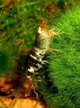 schwarz Serrata Garnelen Aquarium Süßwasser-Krebstiere, Foto und Merkmale