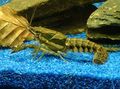 brown Sly Crayfish Aquarium Freshwater Crustaceans, Photo and characteristics