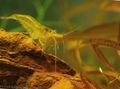 Photo Yellow Shrimp Aquarium  characteristics and description