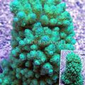hellblau Acropora Aquarium Meer Korallen, Foto und Merkmale