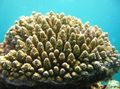 braun Acropora Aquarium Meer Korallen, Foto und Merkmale