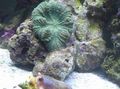 grün Actinodiscus Aquarium Meer Korallen, Foto und Merkmale