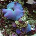 blau Actinodiscus Aquarium Meer Korallen, Foto und Merkmale