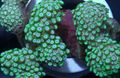 grün Alveopora Korallen Aquarium Meer Korallen, Foto und Merkmale