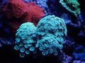 hellblau Alveopora Korallen Aquarium Meer Korallen, Foto und Merkmale