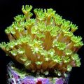 yellow Alveopora Coral Aquarium Sea Corals, Photo and characteristics