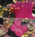 pink Ball Corallimorph (Orange Ball Anemone) Aquarium Meer Korallen, Foto und Merkmale