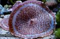 braun Große Elefantenohr (Elefantenohr Pilz) Aquarium Meer Korallen, Foto und Merkmale