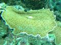 grün Große Elefantenohr (Elefantenohr Pilz) Aquarium Meer Korallen, Foto und Merkmale