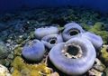 lila Große Elefantenohr (Elefantenohr Pilz) Aquarium Meer Korallen, Foto und Merkmale
