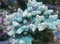 hellblau Birdsnest Korallen Aquarium Meer Korallen, Foto und Merkmale