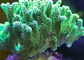 green Birdsnest Coral Aquarium Sea Corals, Photo and characteristics