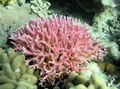 pink Birdsnest Korallen Aquarium Meer Korallen, Foto und Merkmale