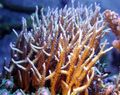 yellow Aquarium Birdsnest Coral, Seriatopora characteristics, Photo