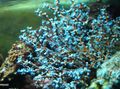 hellblau Heidelbeer-Seefächer Aquarium Meer Korallen, Foto und Merkmale