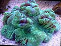 Foto Gehirn Kuppel Korallen Aquarium  Merkmale und Beschreibung