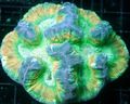 motley Brain Dome Coral Aquarium Sea Corals, Photo and characteristics